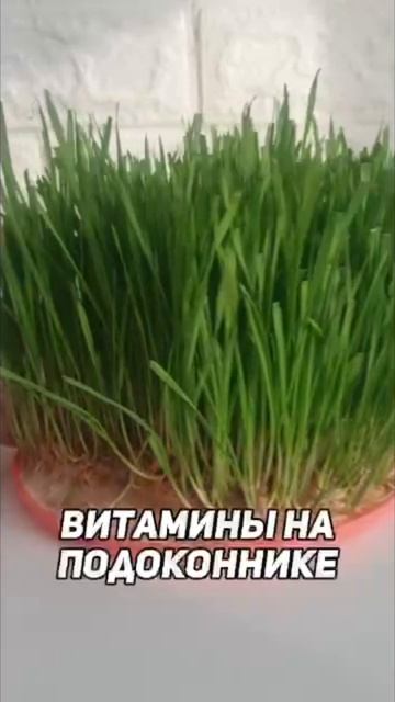 Здоровый полезный рацион для мам и детей