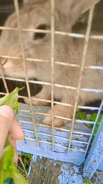 бесконечное видео 😨 #рек #улитка #shortsvideo #выбирашки #кролик смотреть онлайн