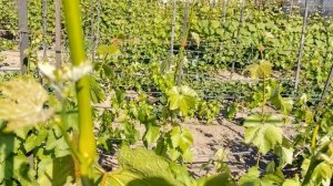 Как весной подвязывать плодовые лозы.