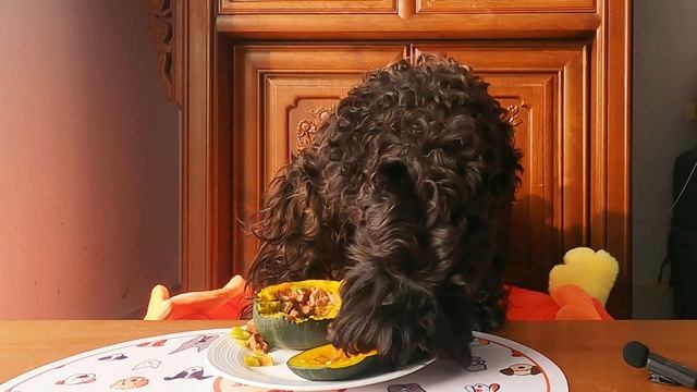 How to make a healthy and delicious homemade dog food with pumpkin for puppies?#schnauzer#dogs#cook смотреть онлайн