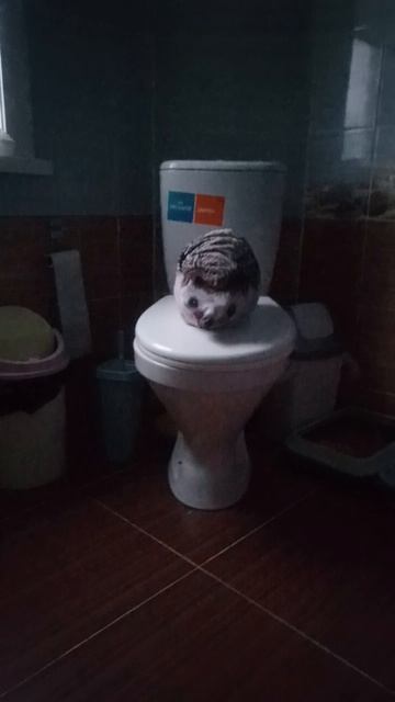 Скриймер с хренобусом🤣 смотреть онлайн