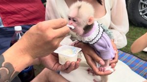 Baby monkey Abi goes camping with his family for the first time since being adopted