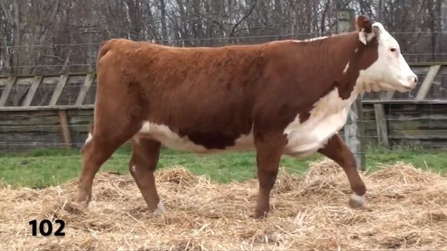Lot 102 - KCF MISS LANDMARK G315 смотреть онлайн
