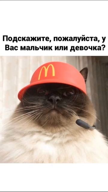 Лютые МЕМЫ Коты смотреть онлайн