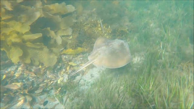 Stingray at Little Manly смотреть онлайн