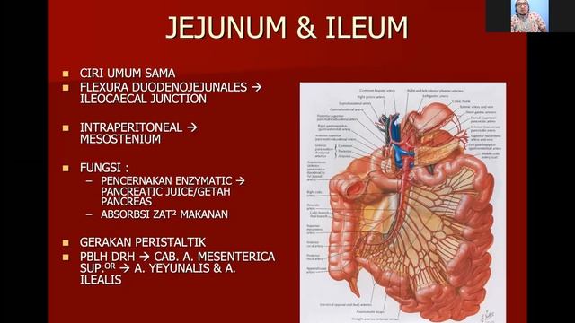 Systema Digestivus - dr. Garizki
