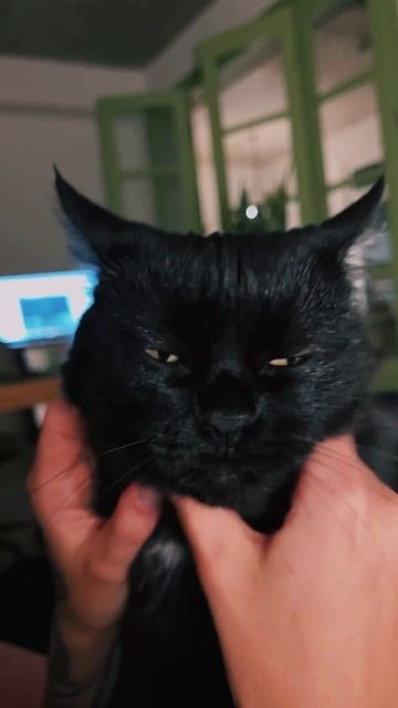 Написал песню для любимой…кошки 😊❤️ #музыка #любовь #песня #hiphop #rap #cat #кошки #2023 #rap смотреть онлайн