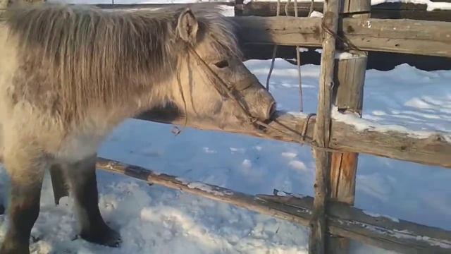 Якутский Жеребец 5 лет смотреть онлайн