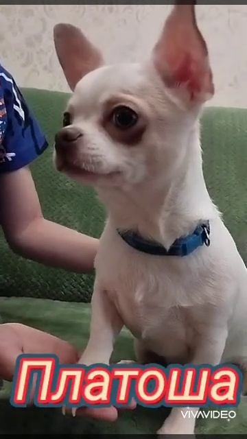 СКИДКА дети от нашего чемпиона 🏆 Елисея Кастропуло в продаже #собака #puppy #chihuahua смотреть онлайн