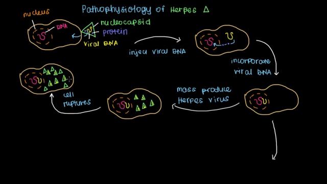 Pathophysiology of Herpes смотреть онлайн
