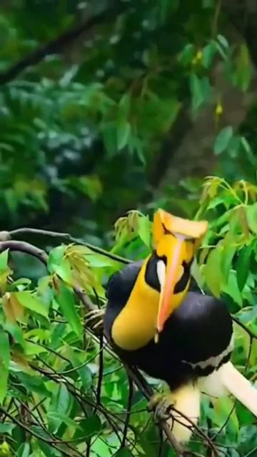 Hornbill #chocokids #hornbills смотреть онлайн
