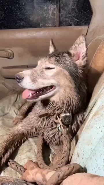 Хаски Акира покрыта в грязи . смотреть онлайн