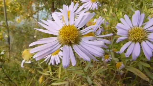 Осенний шмель-3. смотреть онлайн