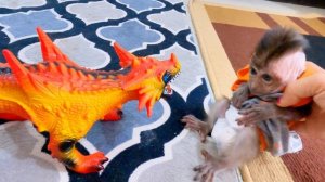 newborn baby monkey Dino enjoy playing with baby isa and mom