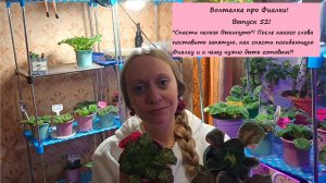 Болталка про Фиалки! Выпуск 52: "Спасти нельзя Выкинуть" Как спасти погибающую Фиалку?!