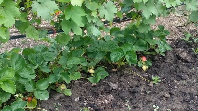 Высаживаем клубнику под виноград.