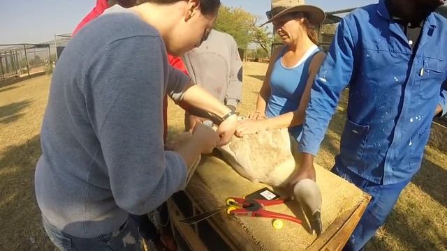 Tamsyn and Kerri wing tag a Cape vulture смотреть онлайн