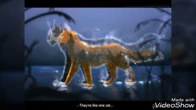 Коты воители пары смотреть онлайн