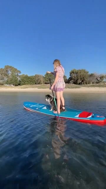 Kirra’s a Pups on Sups pro now 😎 смотреть онлайн