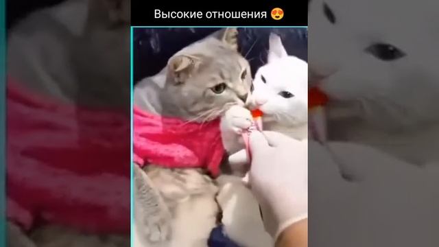 Высокие отношения... смотреть онлайн