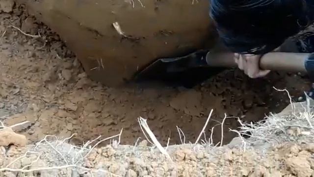 Como transplantar un árbol смотреть онлайн