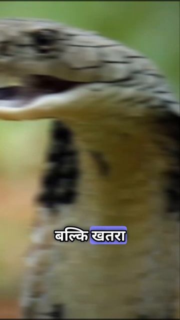 Fastest Snakes in the World | Fact Shorts | #shorts #viral #factsinhindi #subscribe смотреть онлайн