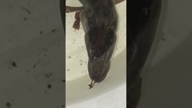 Мастоцембел       (Mastacembelidae) Fish Info
