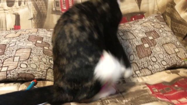Котенок необычного окраса Калико. Calico cat. Трехцветная кошка смотреть онлайн