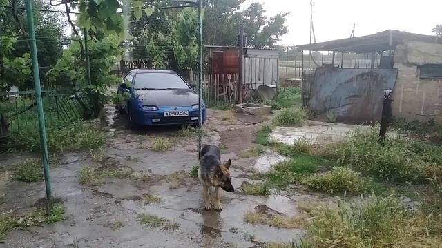 Вот и дождик под разнотравье и кориандр. смотреть онлайн