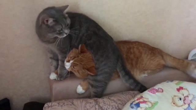 Тима доминирует над кузеном Рыжоном смотреть онлайн