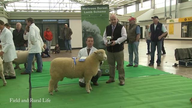 Dorset Horn & Poll Dorset Sheep Breeders' Association - May Sale In Exeter Livestock Market