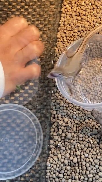 カナヘビにバッタとカマキリの赤ちゃんをあげてみた#Shorts смотреть онлайн