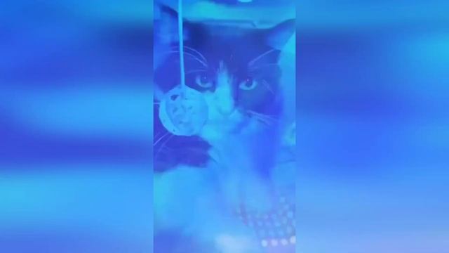 Кот на тусе. Cat at the party. смотреть онлайн