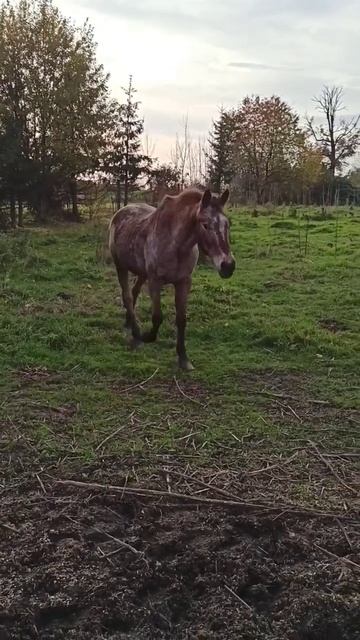 #лошади #dressage #horse #лошадь #schleichhorses #horses #лошадки #showjumping #schleich #equestria смотреть онлайн