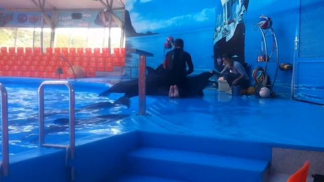 Дельфинарий в Джубге... дельфинотерапия смотреть онлайн