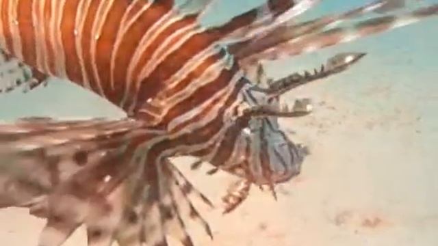 A Devil Firefish catches a victim at night смотреть онлайн