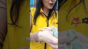 Хамелеон которому 1 месяц #животные #хамелеон #рептилия