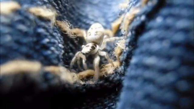 Zebra Jumping Spider - cleaning herself (so cute) смотреть онлайн