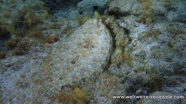 Snorkeling Maria la Gorda, Cuba смотреть онлайн