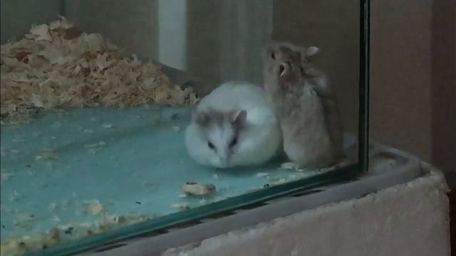 Hidden Cam Hamster love смотреть онлайн