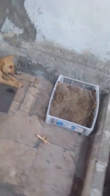 Чак Серёжа.Перекус после прогулки смотреть онлайн