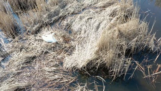 Лебеді гніздуються на Клебан-Бикському водосховищі. Вдалося засняти самку лебедя на гнізді. смотреть онлайн