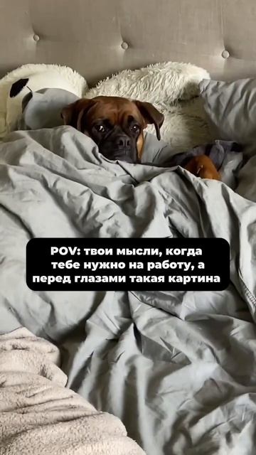 Wb: 171193435 #любовь #собака #юмор #собаки #топ #животные #мем #прикол смотреть онлайн