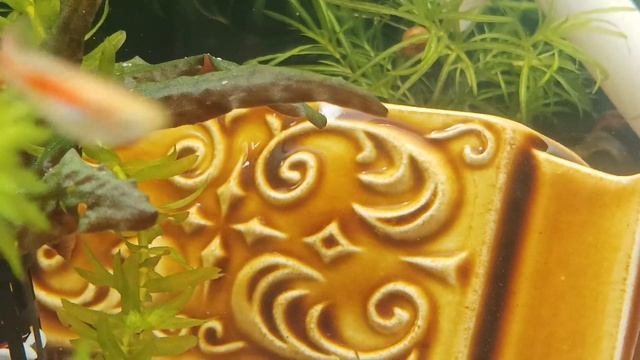 @ Aqua Tera Pepinojoe 🦐🐬🦐(1)