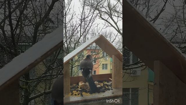 Сойки прилетели в нашу кормушку #Сойки #Сойка смотреть онлайн