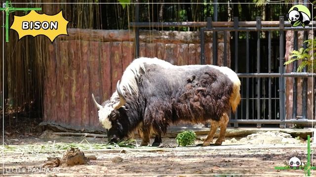 Cute Little Farm Animal Sounds - Skunk, Sheep, Kangaroo, Badger | Animal moments смотреть онлайн