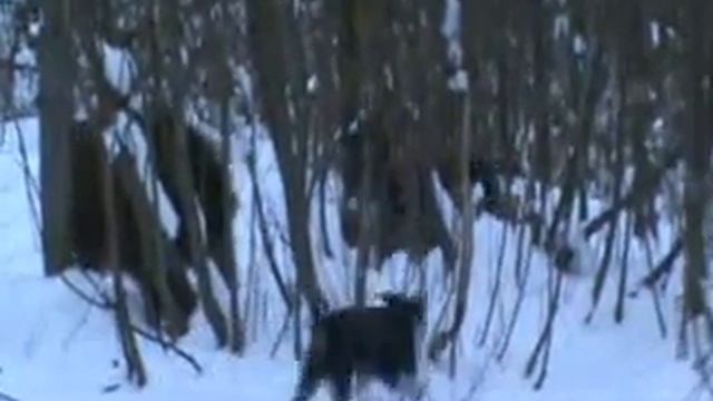 drathārs смотреть онлайн