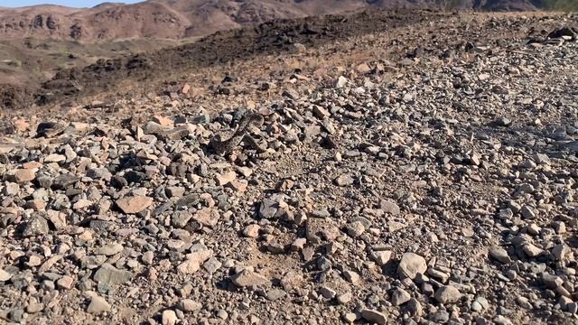 Snake on the trail! - Sara's Hiking Trail in Lake Havasu, Arizona смотреть онлайн