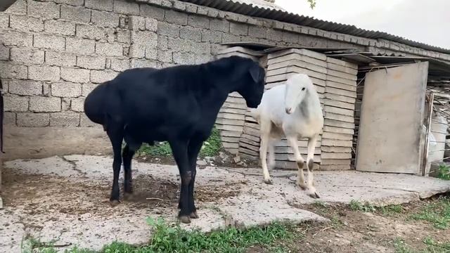 🟡ЧЁРНО-БЕЛЫЕ КУЧКАРЧИКИ ЗАЦЕНИТЕ ВЕСЬ ОБОИХ 100 КГ РОСТ 100 СМ /ГИССАР /GISSAR