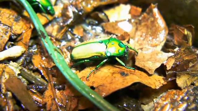 Smaragdesthes africana smaragdina смотреть онлайн